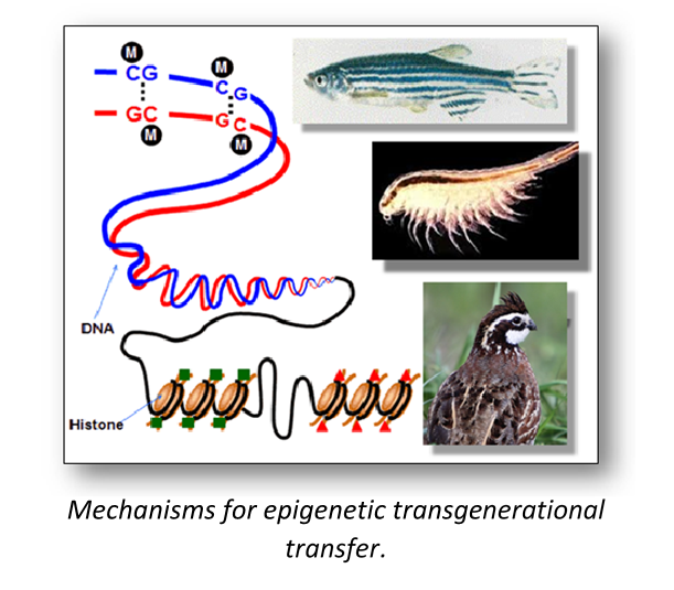 epigenetics-diagram